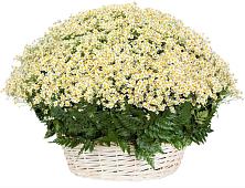 Цветочная композиция из Ромашки в корзине #REPLACE_PRED# Ханино